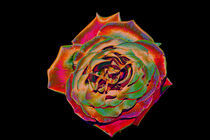Popart Rose 3 von Günther Roth