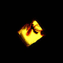 Mosquito in amber by Amirali Sadeghi