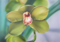 Orchidee von Kristin König-Salbreiter