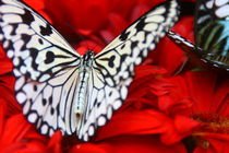 Schmetterling by J. Jesus Fernandez (JJFEZ)