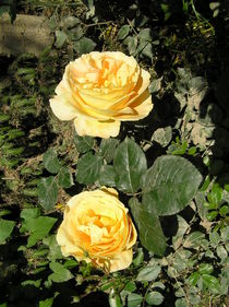 Yellow Roses by Ingrid Steinhilber Stöckl