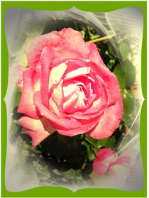 My Rose by Ingrid Steinhilber Stöckl