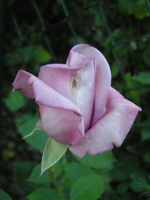 aufblühende  lila Rose von Ingrid Steinhilber Stöckl