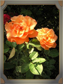 Rose Orange by Ingrid Steinhilber Stöckl