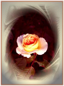 Dream of Rose by Ingrid Steinhilber Stöckl
