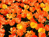 Tulpenmeer von jürgen brandner