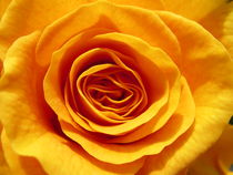 Gelbe Rose by jürgen brandner