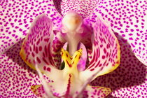 Phalaenopsis, Orchidee von jürgen brandner