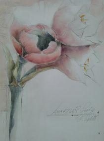 Amaryllis, rose by Stefanie Ihlefeldt