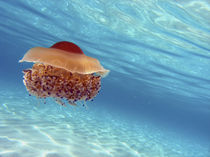 Jellyfish by Silke Heyer Photographie