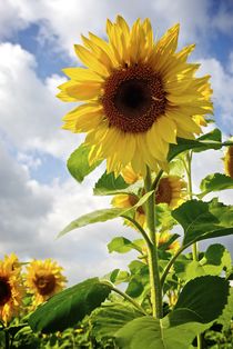 Sonnenblumen im Sonnenschein by Silke Heyer Photographie