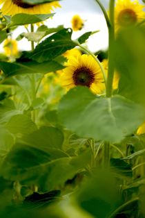 Sonnenblumenfeld von Silke Heyer Photographie