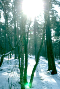 Verwunschener Wald im Winter im Sonnenlicht von Silke Heyer Photographie