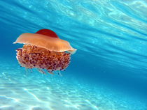 Jellyfish Popart by Silke Heyer Photographie