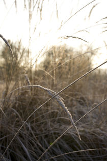 Gräser im Sonnenlicht von Silke Heyer Photographie