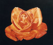 Rose by Roswitha Hinse