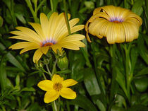 Gelbe Blumen von Bianca Opitz