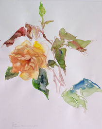Rose by Traudi Bräuninger