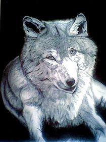 Wolf by Heidi Misera