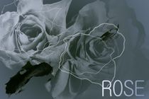 Rose Dreams - wedding flower von Martina Ute Rudolf