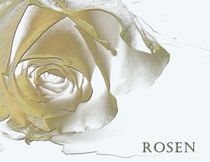 Golden Rose by Martina Ute Rudolf
