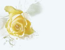  Gelb, wie die Sonne strahlt diese Rose by Martina Ute Rudolf