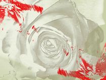 Rose Grey Dream by Martina Ute Rudolf