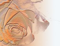 Orange Dream Rose by Martina Ute Rudolf