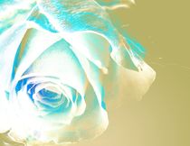 Mint blue wonderful Rose by Martina Ute Rudolf