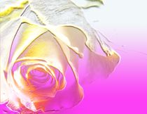Pink Passion Rose von Martina Ute Rudolf