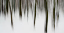 bäume im schnee von marcus paschedag