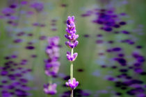 Lavendel by Nikola Hahn