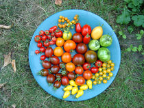 Bunte Tomaten von Nikola Hahn