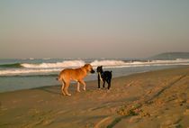 Hunde am Strand in Goa, Indien by Premdharma S. Gartlgruber