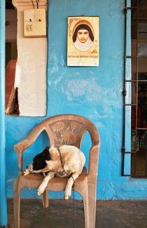 Hund auf Stuhl by Premdharma S. Gartlgruber