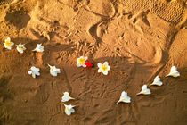 Blumen im Sand by Premdharma S. Gartlgruber