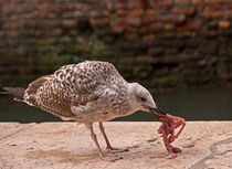Möwe frisst Vogel von Premdharma S. Gartlgruber