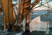 Eis am Baum von Premdharma S. Gartlgruber