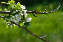 Frühlingsblühen von Premdharma S. Gartlgruber