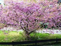 japanische Kirschblüte by rosenlady