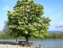 Kastanienbaum am Rhein von rosenlady