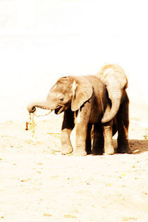 Elefantastisch by Marcus Finke