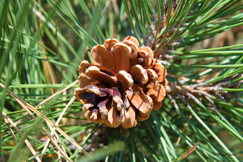 Pine-nut