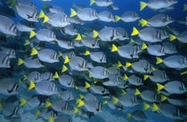 Galapagos, Gelbschwanz Doktorfische von Norbert Probst
