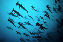 Scalloped Hammerhead sharks, Ecuador Galapagos Islands, Thriller, Bogenstirn-Hammerhaie von Norbert Probst