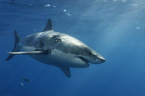 Mexico, Mexiko, Guadaloupe, Island, Great White Shark, Weißer Hai von Norbert Probst