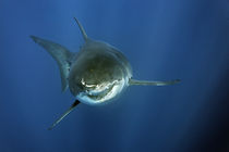 Mexico, Mexiko, Guadaloupe, Island, Great White Shark, Weißer Hai, Smiley von Norbert Probst