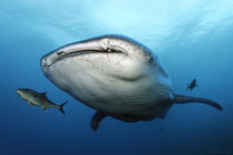 Walhai, Whale shark, Ekuador, Ecuador, Galapagos Inseln, Islands, Darwin IslandThink Big von Norbert Probst