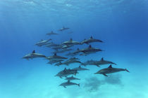 Dolphins Paradise by Norbert Probst