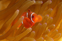 Teeny Nemo by Norbert Probst